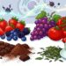 Os 5 melhores alimentos antioxidantes para proteger as células do corpo