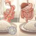 Arroz cozido e resfriado muda a resposta da glicose? O truque alimentar que voltou a chamar atenção pelo amido resistente