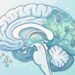 Um dos suplementos mais usados para dores articulares pode estar ligado ao desenvolvimento mais rápido da doença de Alzheimer, sugere estudo