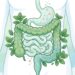 A melhor erva para aliviar gases e cólicas intestinais naturalmente