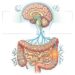Barriga inchada com intestino irregular: o eixo cérebro-intestino que muita gente ignora