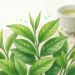 O chá verde realmente traz benefícios para a saúde?