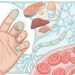 Vitamina B12: como obter melhor absorção e manter níveis adequados no organismo