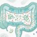 A falta de fibras na alimentação está relacionada ao desequilíbrio da microbiota intestinal