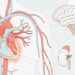 Qual a relação entre estresse, cortisol e pressão arterial?
