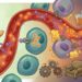 Qual a relação entre o açúcar e o diabetes?