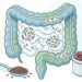 Qual a relação entre fibras, microbiota intestinal e controle do colesterol?