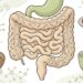 5 alimentos antioxidantes na dieta japonesa para fortalecer a saúde intestinal.