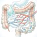As fibras são mais do que um "ajudante do intestino": têm efeitos que vão além da digestão