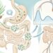 Lentilha no prato: por que proteína, fibra e amido resistente fazem diferença para intestino e glicose