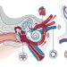 O tipo de zumbido que pulsa no ritmo do corpo merece atenção especial à circulação e pressão arterial