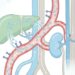 Novo genérico para diabetes tipo 2: o que muda no acesso à combinação dapagliflozina + metformina