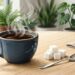 Como a cafeína e o açúcar afetam de maneiras diferentes a sensação de energia