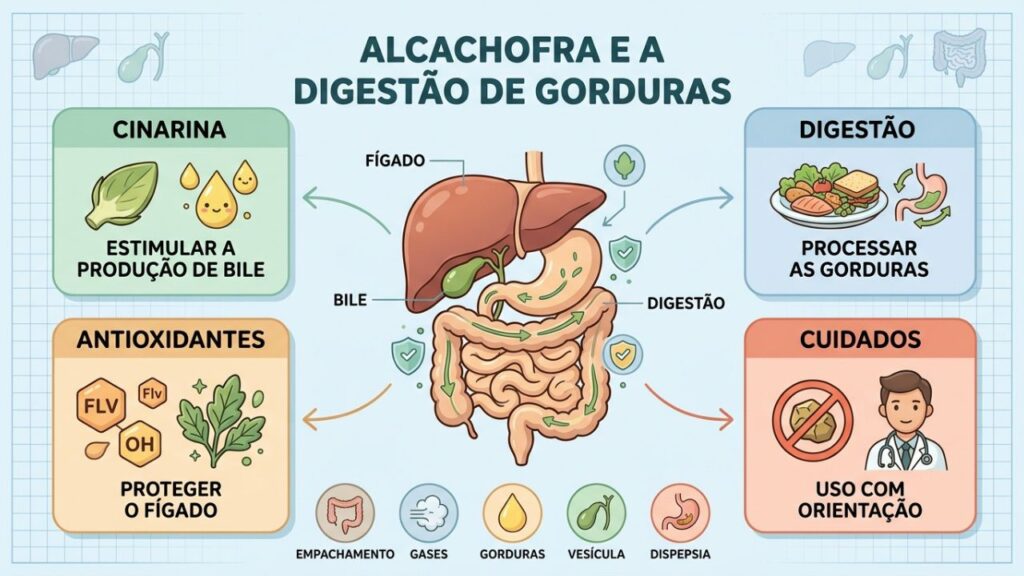 Quatro pilares explicam como a alcachofra auxilia a digestão e protege o fígado.