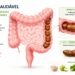Fibras e boa hidratação ajudam o intestino a funcionar com mais regularidade.