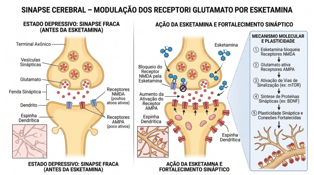 A esketamina atua em vias do glutamato relacionadas à comunicação e à plasticidade cerebral.