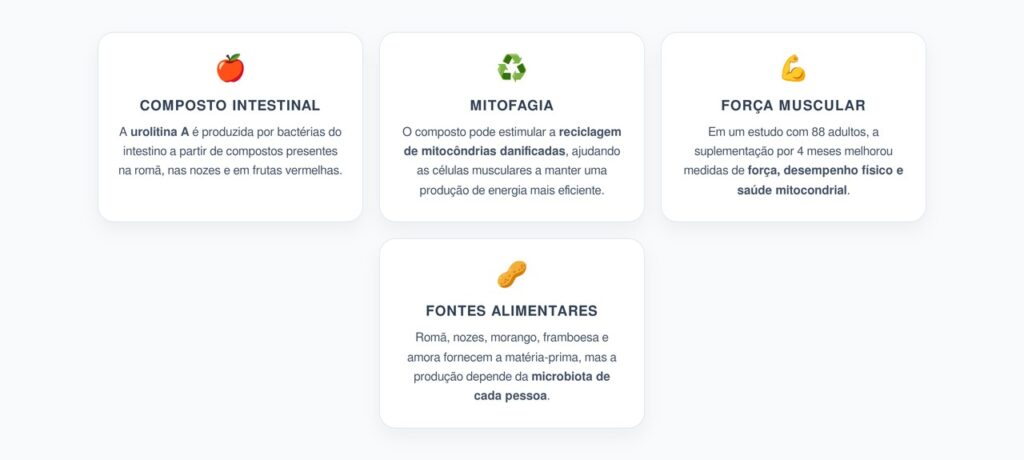Urolitina A e Força Muscular: Como a Reciclagem das Mitocôndrias Pode Ajudar