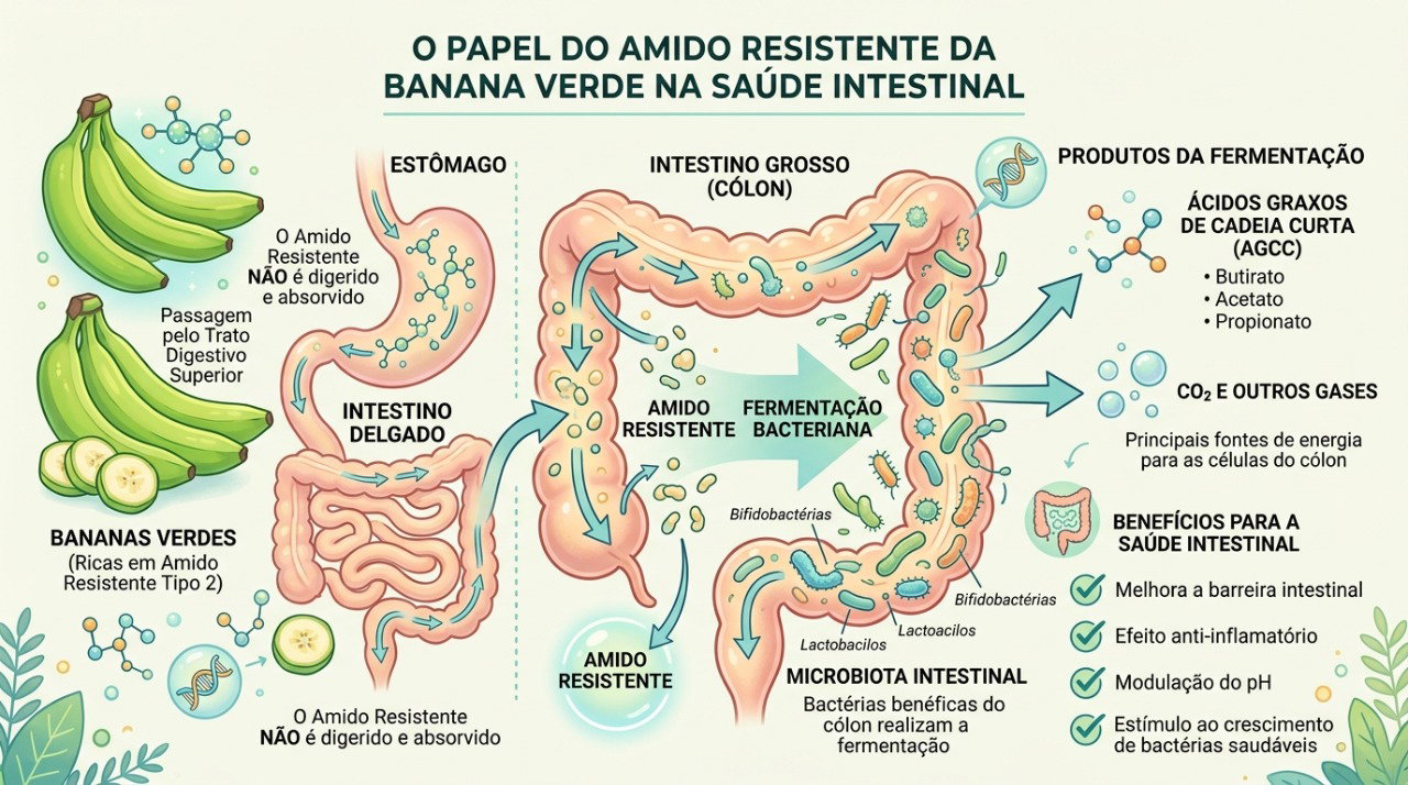 O amido resistente da banana verde pode chegar ao intestino grosso e ser fermentado pelas bactérias intestinais.
