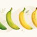 O amadurecimento da banana modifica sua quantidade de amido resistente e açúcares.