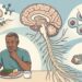 Vitamina B6, B9 ou B12: qual é a função de cada uma no cérebro e no sistema nervoso?