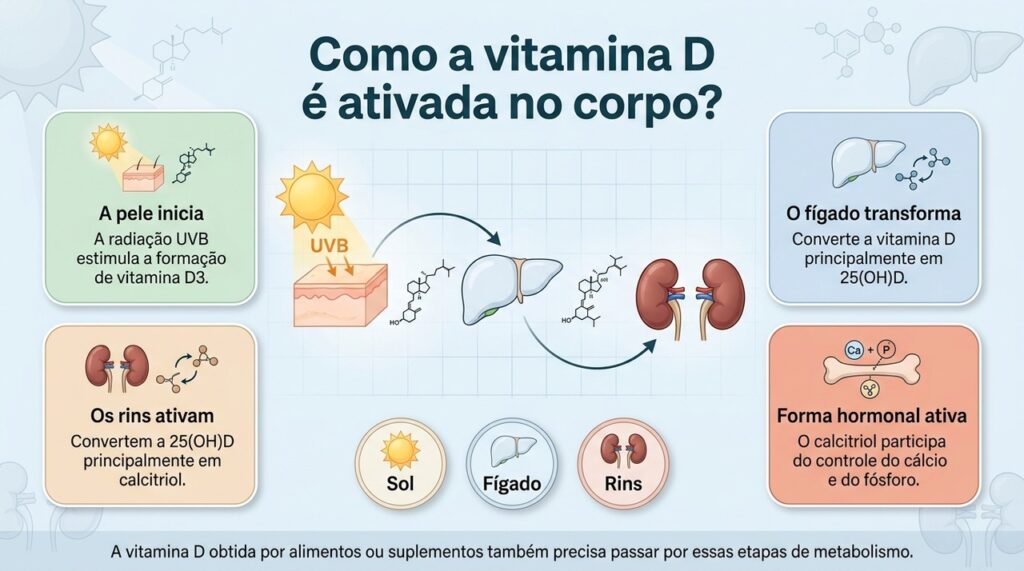 Pele, fígado e rins participam de etapas diferentes do caminho que transforma a vitamina D em sua principal forma ativa.