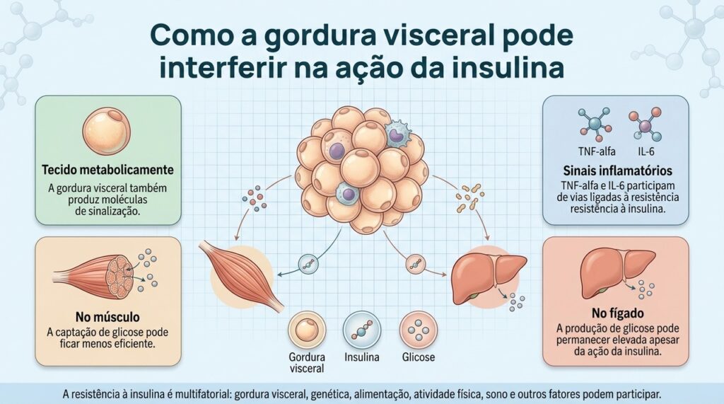 O excesso de gordura visceral pode contribuir para alterações na resposta à insulina em músculos, fígado e tecido adiposo.