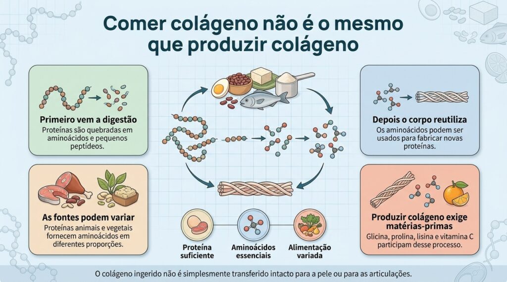 A digestão desmonta proteínas em componentes menores que depois podem ser reutilizados pelo organismo.