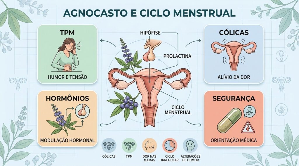 TPM, cólicas, alterações hormonais e segurança orientam o uso responsável do agnocasto.