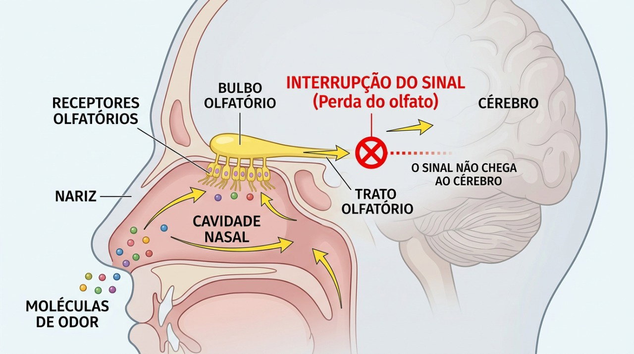 O olfato depende do nariz, dos nervos e do cérebro, e alterações em qualquer etapa podem reduzir a percepção dos cheiros.