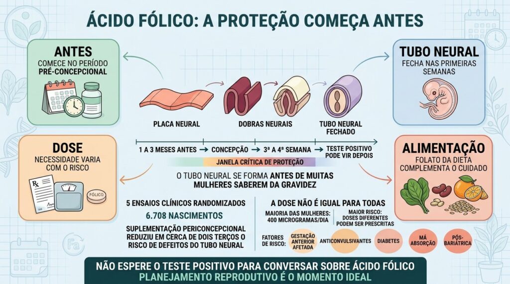 O tubo neural fecha cedo, tornando o período pré-concepcional decisivo para prevenção.