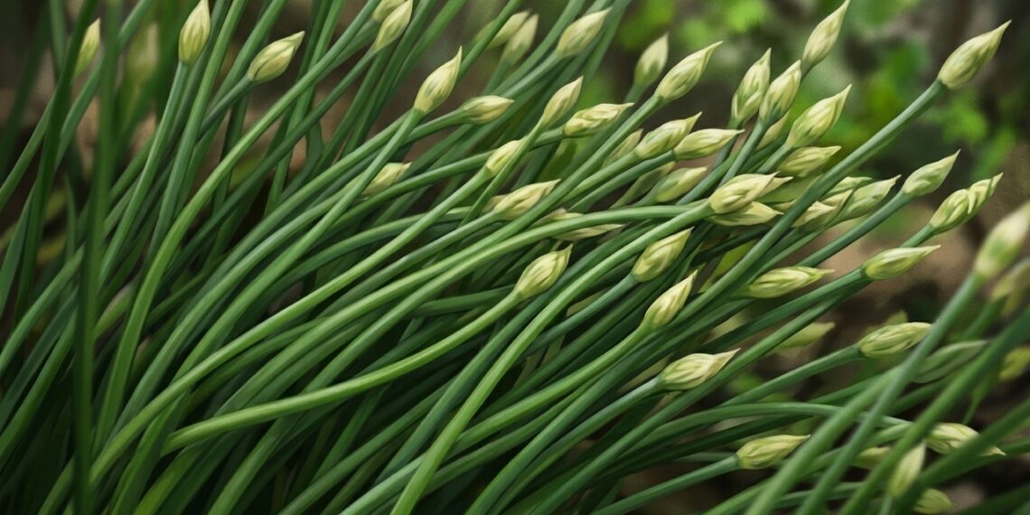 Este vegetal pode beneficiar a imunidade e o ácido úrico
