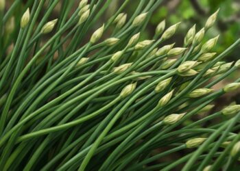 Este vegetal pode beneficiar a imunidade e o ácido úrico