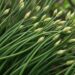 Este vegetal pode beneficiar a imunidade e o ácido úrico