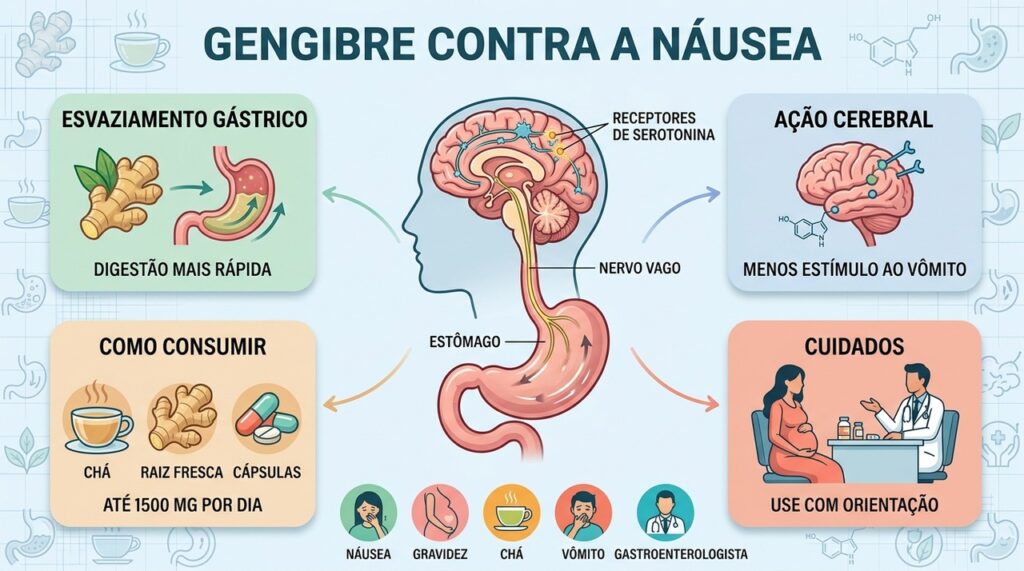 Entenda como o gengibre age no estômago e no cérebro para reduzir a náusea.
