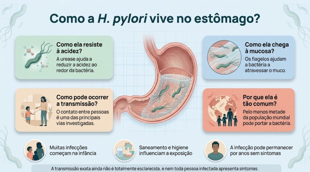 A H. pylori usa diferentes mecanismos para sobreviver no estômago e pode permanecer no organismo por muitos anos.