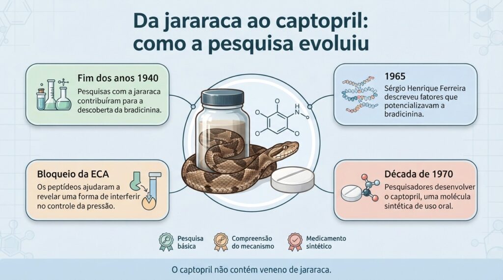 Entenda como pesquisas com o veneno da jararaca ajudaram a revelar mecanismos da pressão arterial e abriram caminho para o desenvolvimento do captopril.