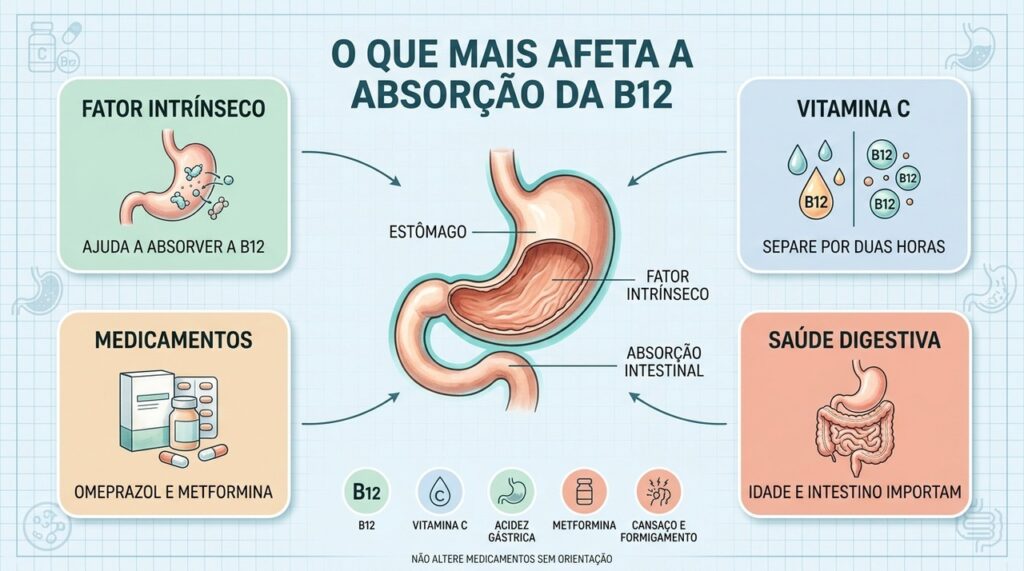 Conheça os principais fatores ligados à absorção da B12 e quando buscar orientação profissional.